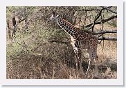 14SerengetiDayGameDrive - 224 * This young Masai Giraffe has yet to wear down the hair on the top of his horns.